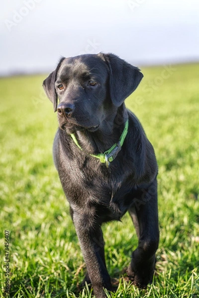 Fototapeta Black labrador dog in a field