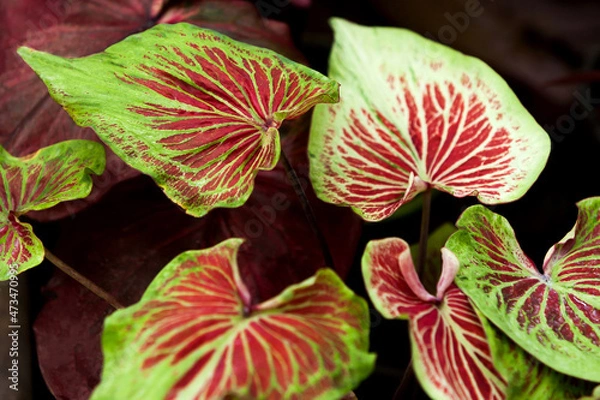 Obraz Colorful leaves of Aglaonema growing in a nursery.