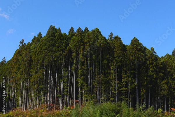 Fototapeta 日本の杉林と青空。　日本の東北地方の宮城県にて。