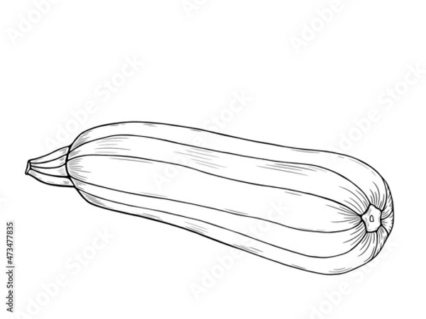 Fototapeta Vegetable: marrow squash, zucchini. Outline freehand drawn. Vector illustration isolated on white background. Separate objects. Stylized linear sketch. Coloring book page.