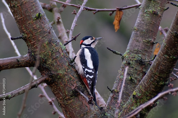 Fototapeta Buntspecht