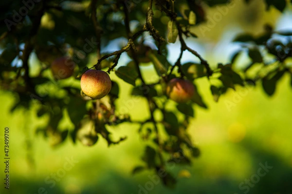 Fototapeta apples on tree