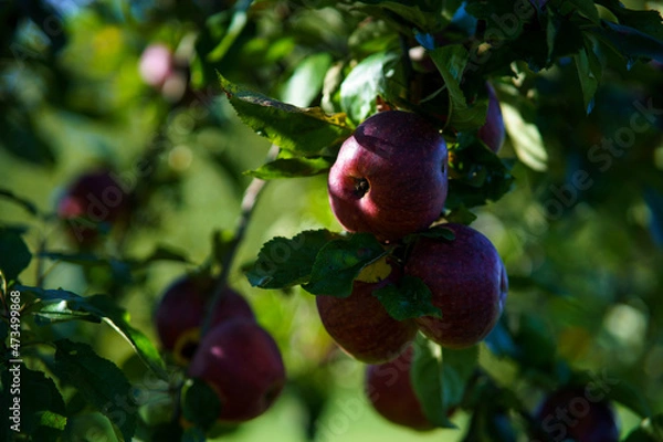 Fototapeta apples on tree