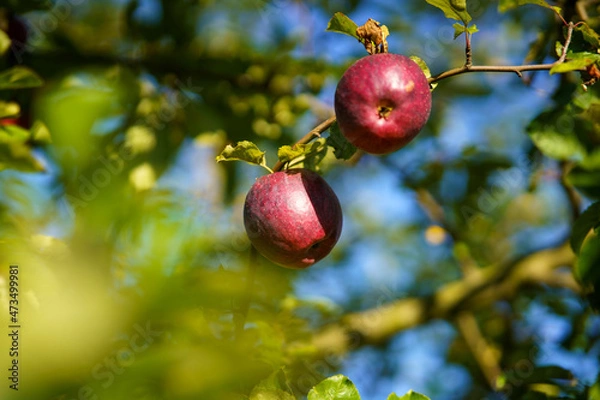Fototapeta apples on tree