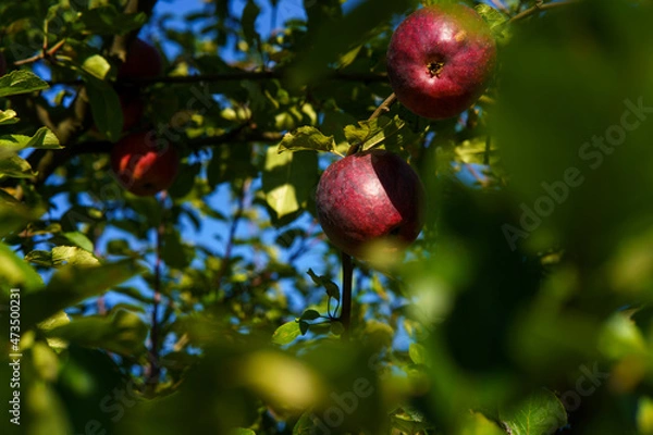 Fototapeta apples on tree
