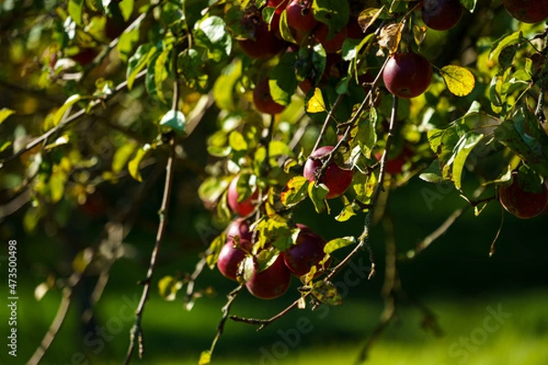 Fototapeta apples on tree