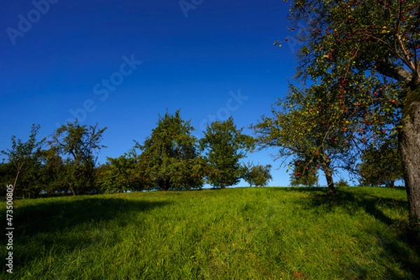 Obraz trees in the field