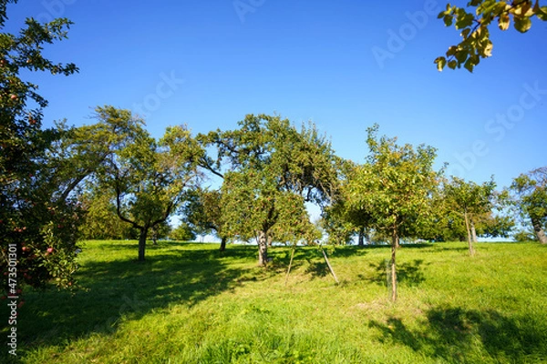 Obraz trees in the field
