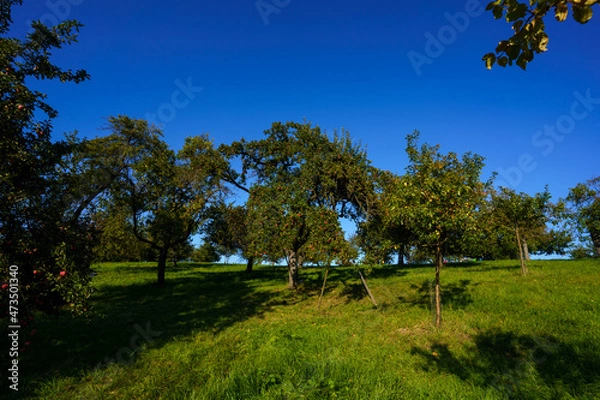 Fototapeta trees in the field