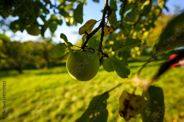 Fototapeta green apple on tree