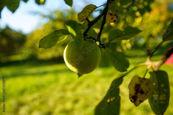 Fototapeta green apple tree