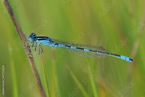 Fototapeta Coenagrion scitulum