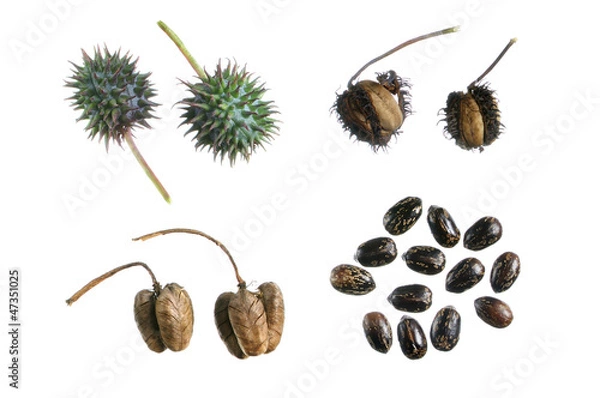 Obraz Castor bean propagation cycle