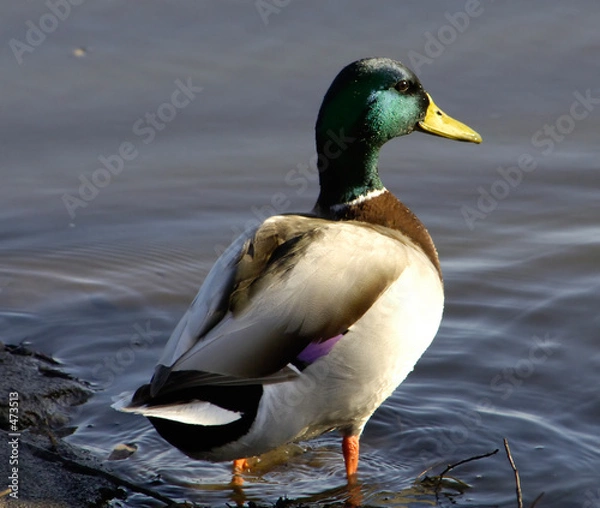 Obraz mallard