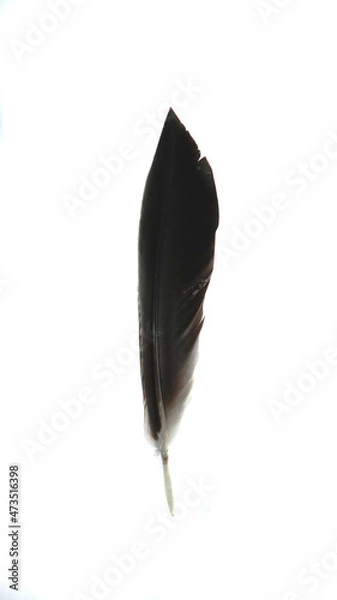 Fototapeta black raven feather