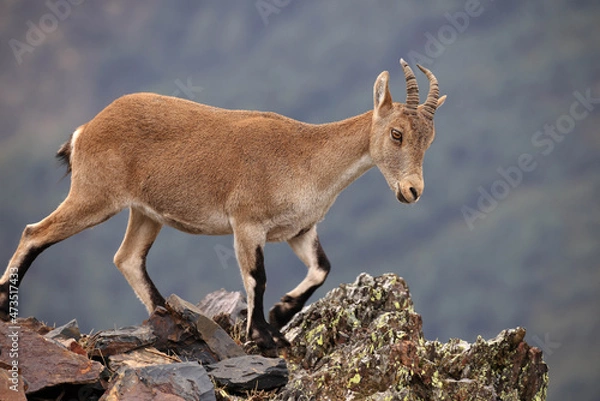 Fototapeta Mountain goat or Iberian ibex (Capra pyrenaica)