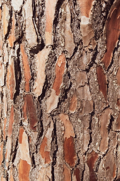 Obraz Vertical wood texture, wood theme.