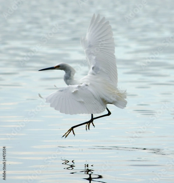 Obraz snowy egret flying in bolinas lagoon