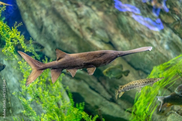 Obraz Paddlefish (polyodon spathula)