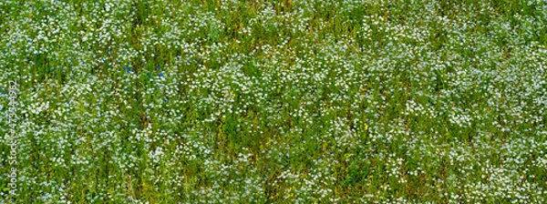 Obraz Panoramic aerial view of blooming chamomile field. Green grass. Summer floral pattern. Setomaa, Estonia. Wildflowers close-up. Environmental conservation, gardening, alternative medicine, ecotourism