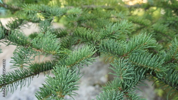 Obraz Spruce branch, green needles on the branch of the Christmas tree