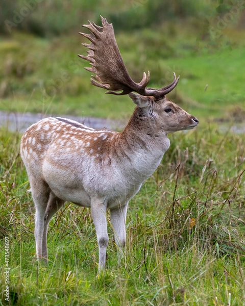 Fototapeta Fallow Deer Photo and Image. Male close-up profile view displaying its antlers in the rutting season in its environment and habitat surrounding. Deer Photo and Image.