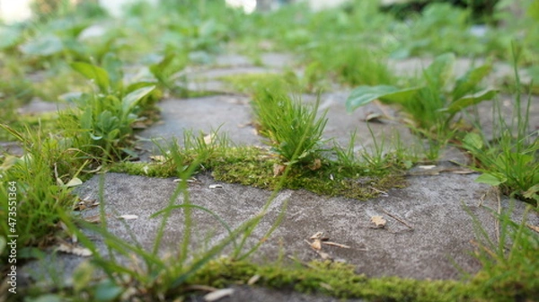 Obraz Overgrown paving stones, a path in the garden