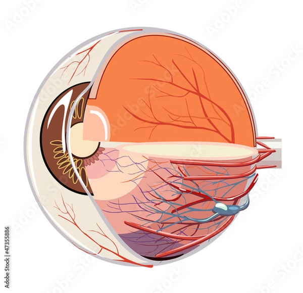 Obraz Vector image of eyeball anatomy