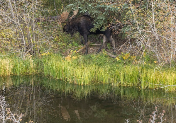 Fototapeta Bull Moose Reflected in a Pond in Wyoming in Autumn