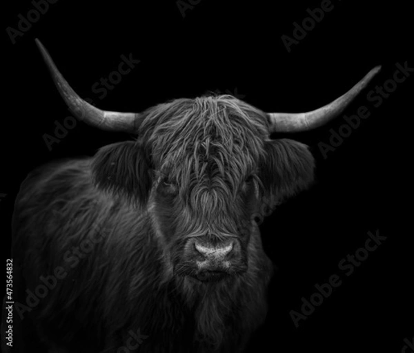 Fototapeta black and white portrait of a scottish highland cattle with dramatic lighting and black background