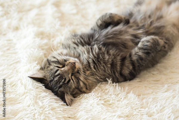 Obraz Sleeping happy tabby Kitty on fur cover