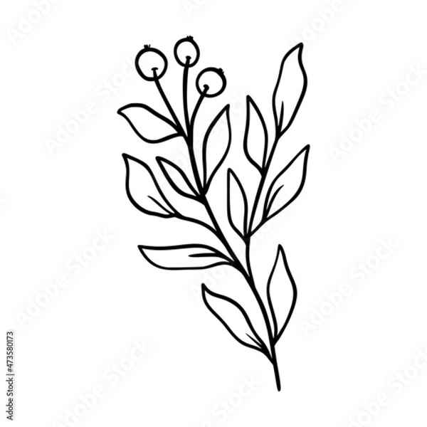 Fototapeta Mistletoe vector illustration. Floral hand drawn ilex. Christmas linear element in modern style. Elegant silhouette isolated on white background. Mistletoe line art for invitation, card, poster.