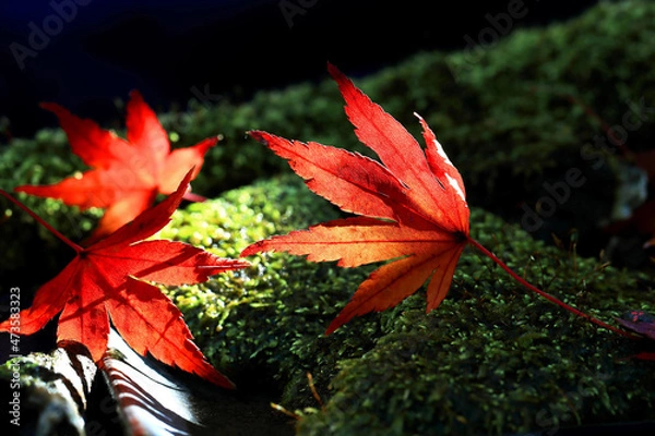 Obraz 苔に光が差し込み落ちたもみじの葉が赤く色あざやかに輝く