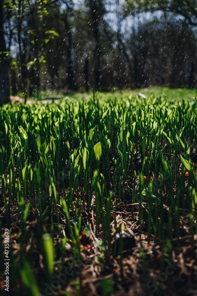 Fototapeta Young green small wheat or oat or rye seedlings growing on a agricultural field in spring lit by morning sun. Rows of rye sprouts growing in the soil
