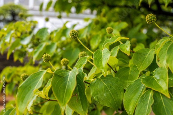 Obraz beans on a bush