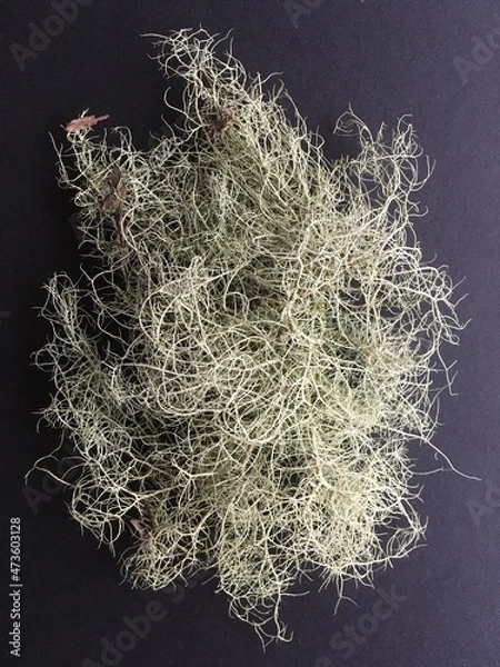 Obraz moss on black background