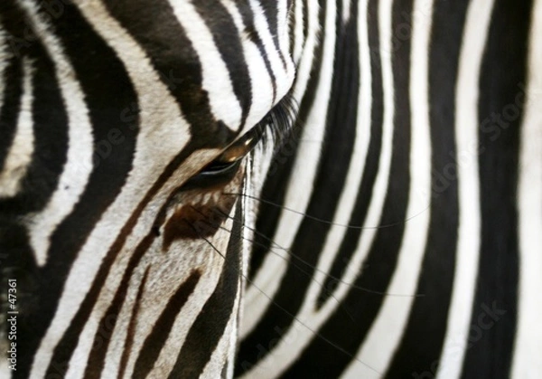 Obraz zebra