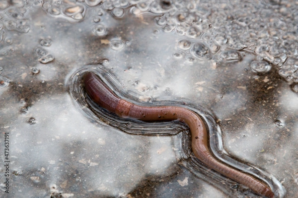 Fototapeta Earthworm on wet asphalt puddle Crassiclitellata closeup after rain
