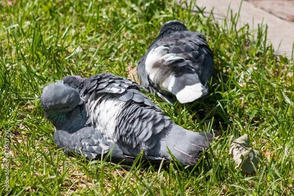 Fototapeta Doves rest on green grass and clean feathers