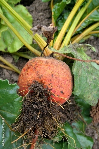 Obraz betterave jaune