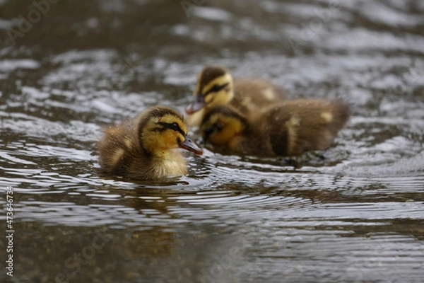 Obraz 仲良く遊ぶカルガモのヒナたち