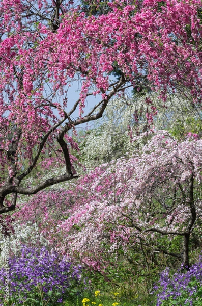 Obraz 満開の枝垂れ桃の花