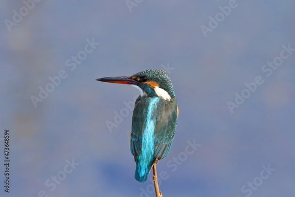 Obraz 川辺の枝につかまりたたずむカワセミ