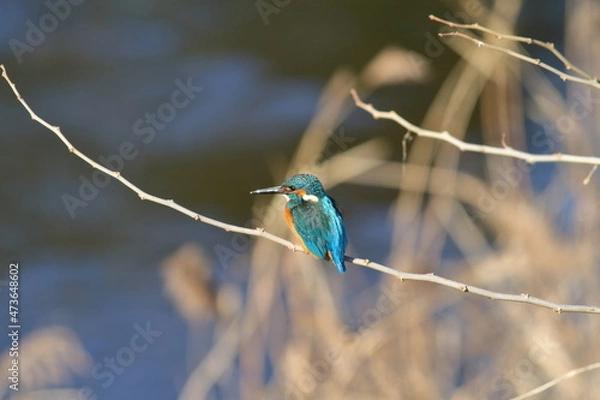 Obraz 川べりの小枝につかまりたたずむカワセミ