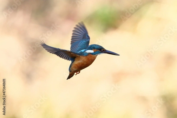 Obraz 川辺でホバリングするカワセミ