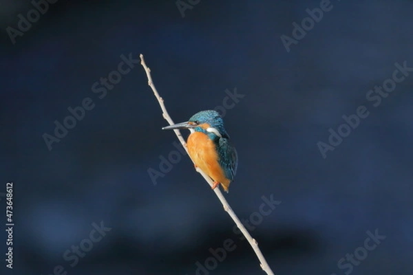 Obraz 川辺の小枝につかまりたたずむカワセミ