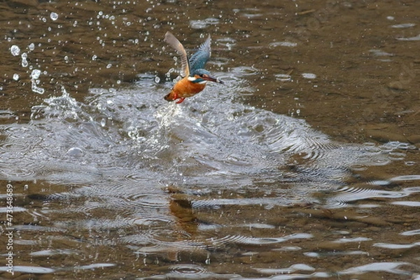 Obraz 子魚を捕獲して離水するカワセミ