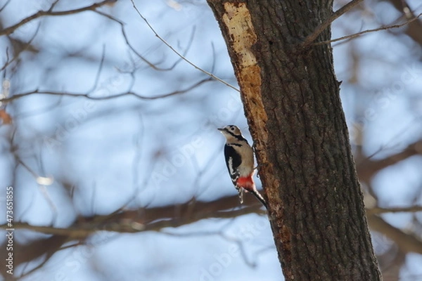 Obraz 木にとまり虫を探すキツツキの仲間アカゲラ