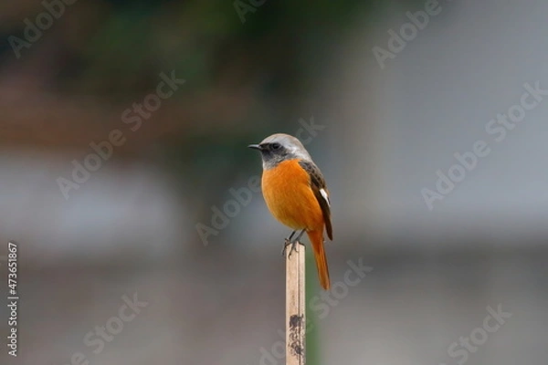 Obraz 小枝にとまる冬鳥のジョウビタキ