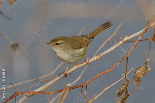 Obraz 枯れ枝にとまる冬の鶯